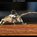 longhorn beetles