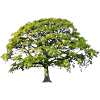 Oak Tree Spring Sticker