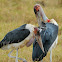 Marabou Stork