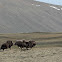 Muskoxen