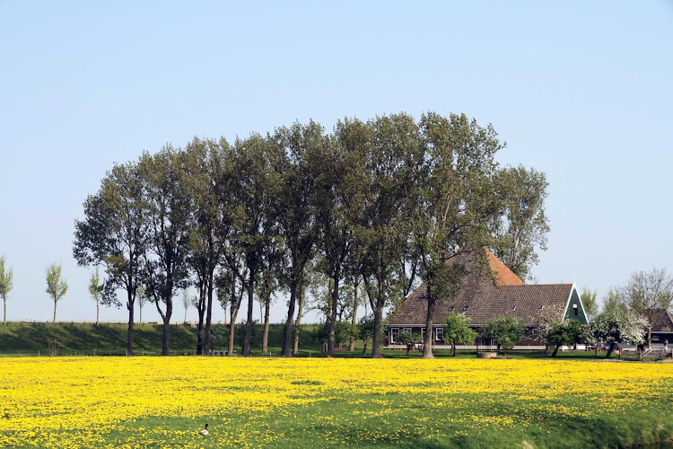 A landscape of wildflowers in the Beemster Polder, north of Amsterdam in the Netherlands.