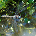 Great Blue Skimmer dragonfly (female, oviposition, in flight)