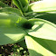 Rattlesnake Master