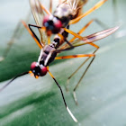 stilt-legged fly