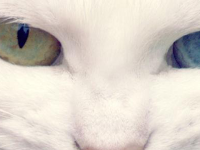 [ベスト] スマホ 壁紙 白 猫 壁紙 249417