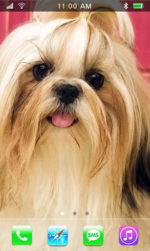 Doggy Shih Tzu live wallpaper