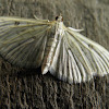 unknown white moth