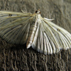 unknown white moth