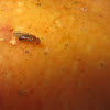 Common Fruit Fly