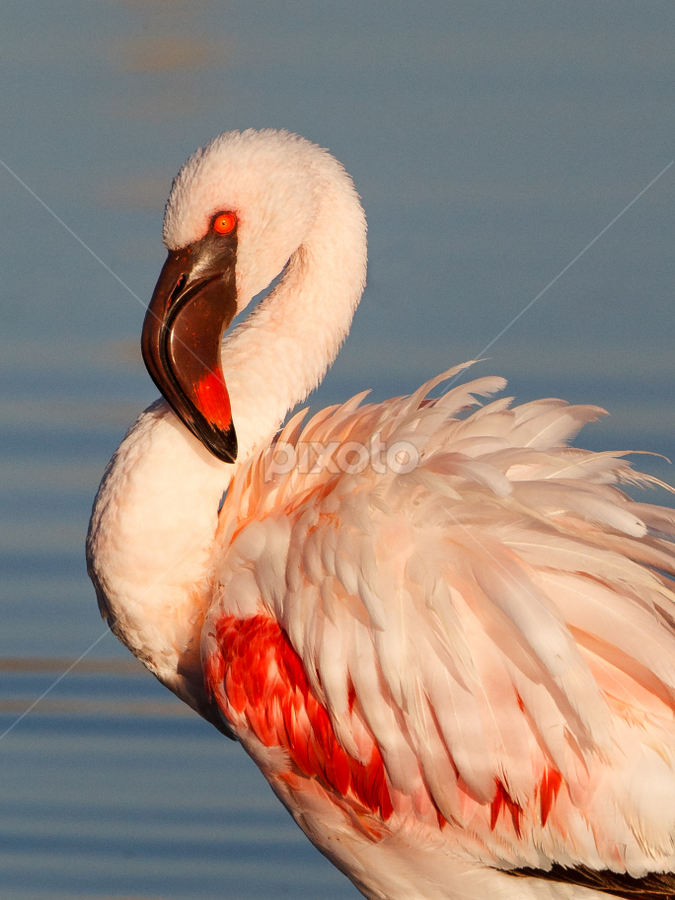 Lesser Flamingo by Tom Esterhuizen - Animals Birds ( waterfowl, light, african, bird, flamingo )
