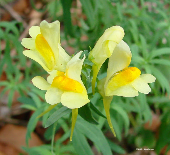 Butter and Eggs Project Noah