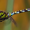 Southern Hawker