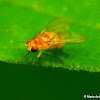 Acalyptrate fly