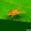 Acalyptrate fly