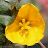 California Flannelbush