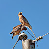 Red- shouldered Hawk
