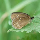 Ringlet