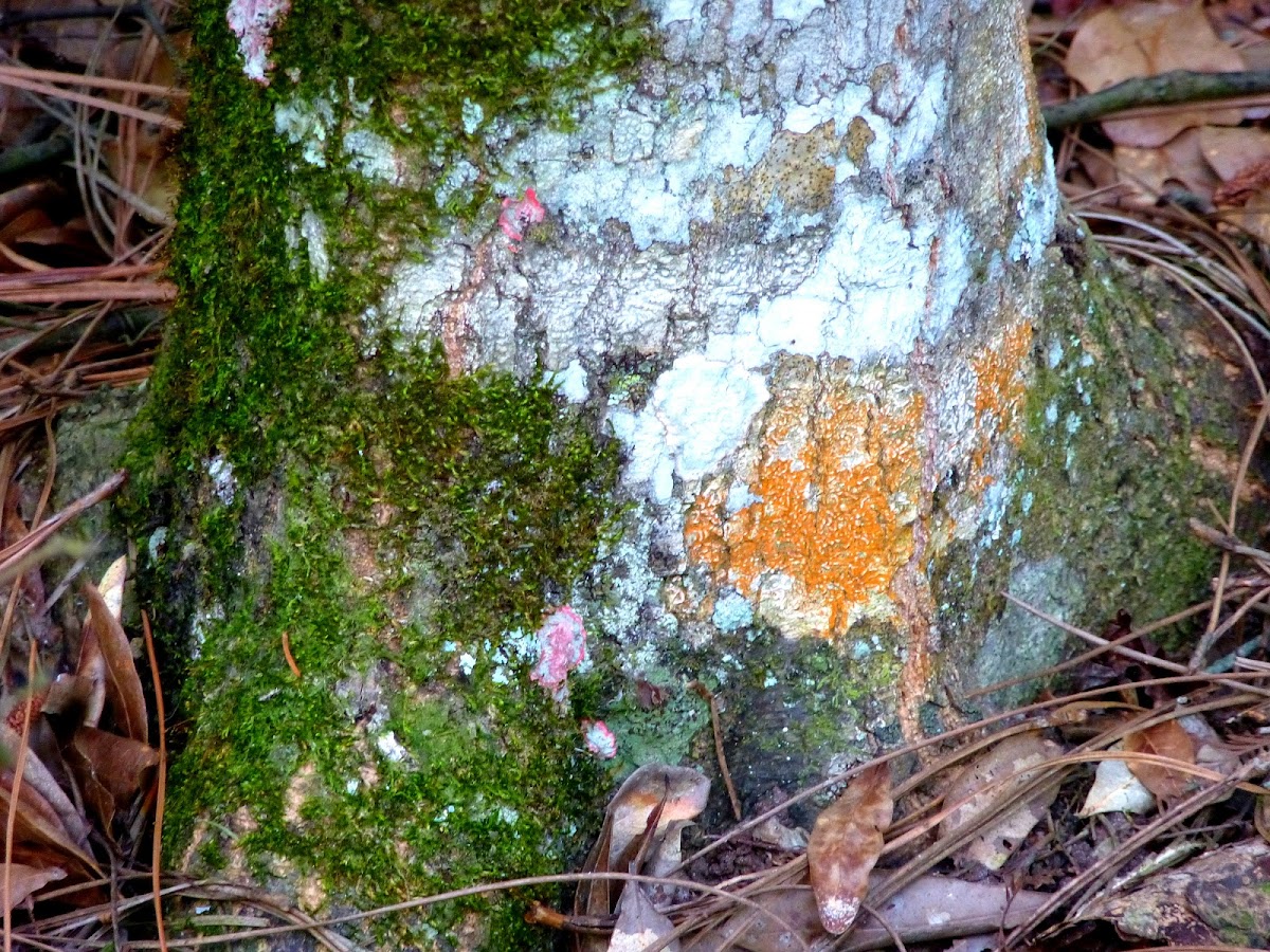 Florida Orange Lichen