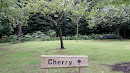 Cherry Tree Field 