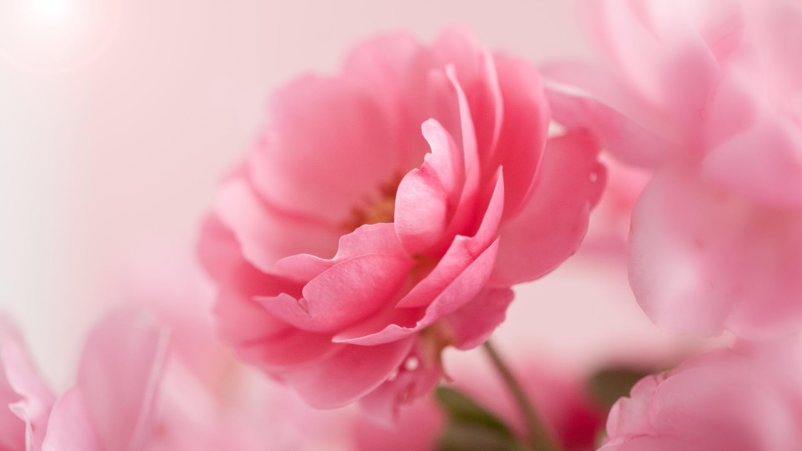 Pink Rozen Live Achtergrond - Android-apps op Google Play