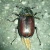stag beetle (female) - Hirschkäfer (weiblich)