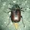 stag beetle (female) - Hirschkäfer (weiblich)