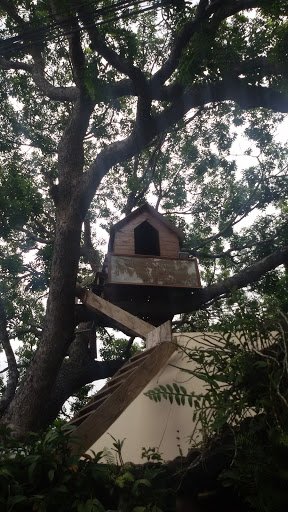 House on Tree