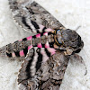 Pink-spotted Hawkmoth