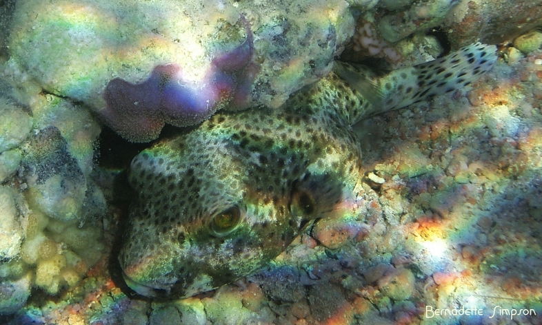 Star Puffer Fish