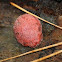 Strawberry Bracket fungus