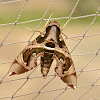 Hawk-moth