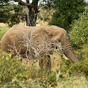 African Elephant