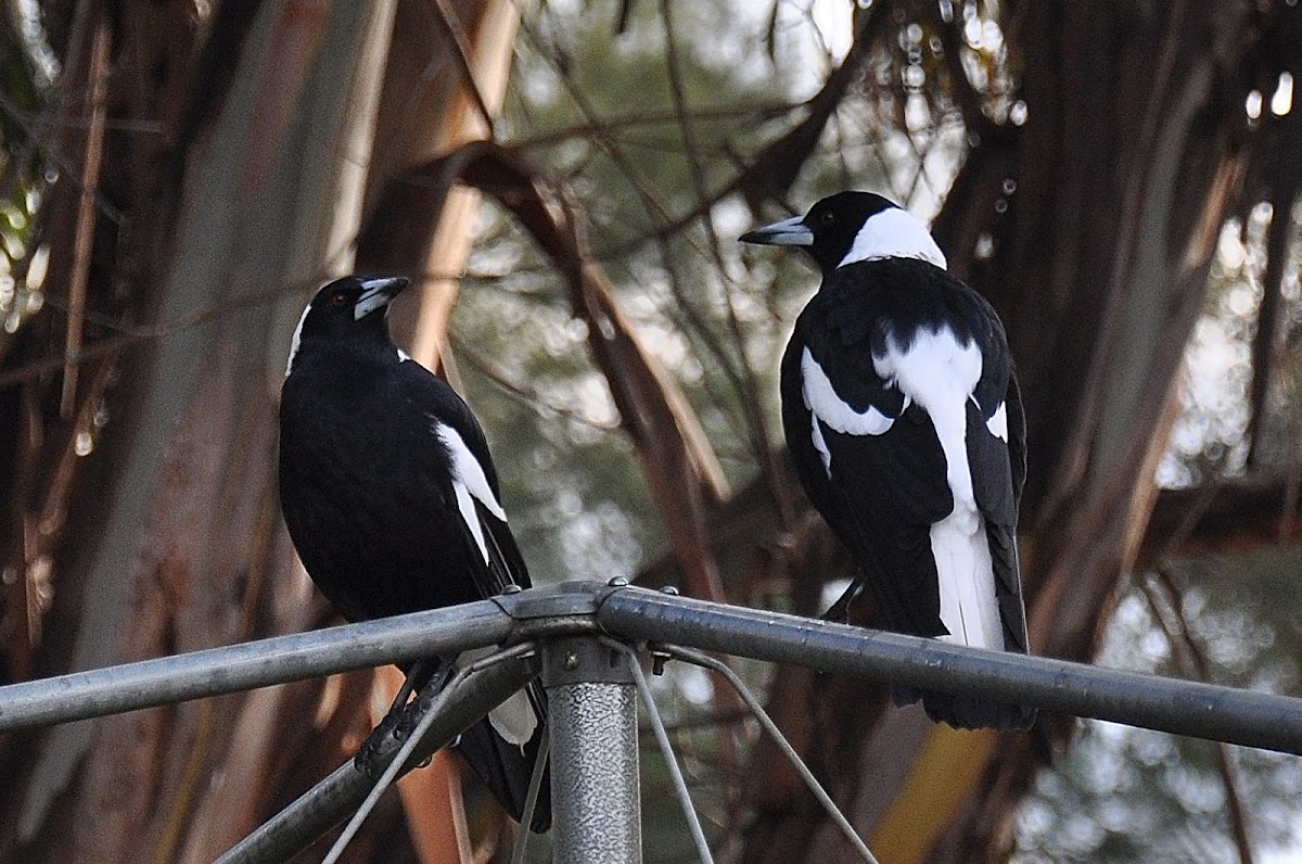 Australian Magpie(Black backed)