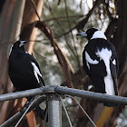 Australian Magpie(Black backed)
