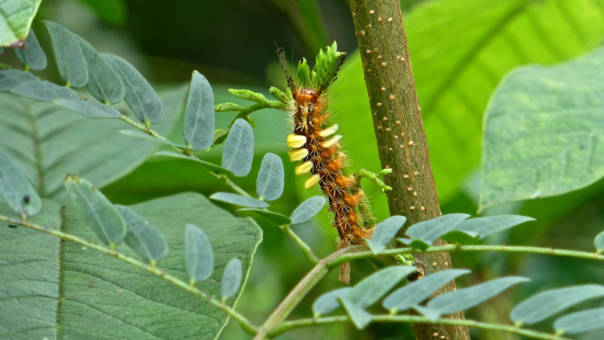 Orgyia postica - caterpillar 小白紋毒蛾