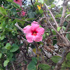 Hibiscus or rosemallow