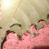 Leaf Cutter Ants