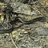 Common Gartersnake