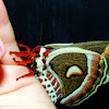 Cecropia  Moth