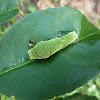 Common Mormon caterpillar