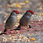 Red browed firetail /finch