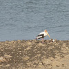 Painted Stork