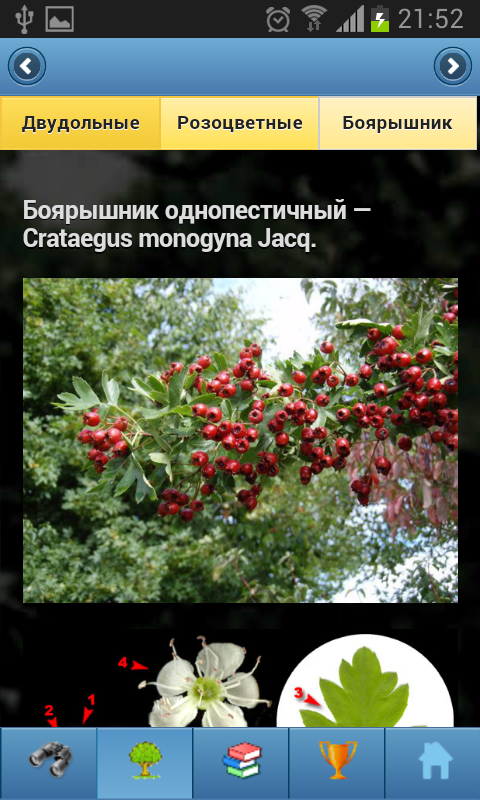 EcoGuide: Trees in Summer Screen 3