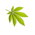 Send Marijuana logo