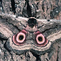 'Minetti's Speckled Emperor'