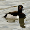 Ringed-necked Duck
