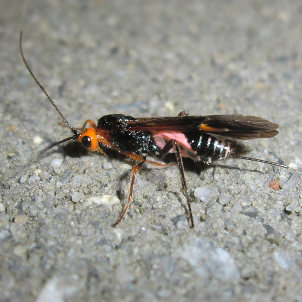Pink flanked Brachonid wasp
