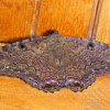 Black Witch Moth (male)