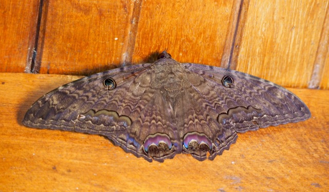 Black Witch Moth (male)