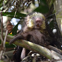 Mexican Hairy Dwarf Porcupine or Mexican  Porcupine